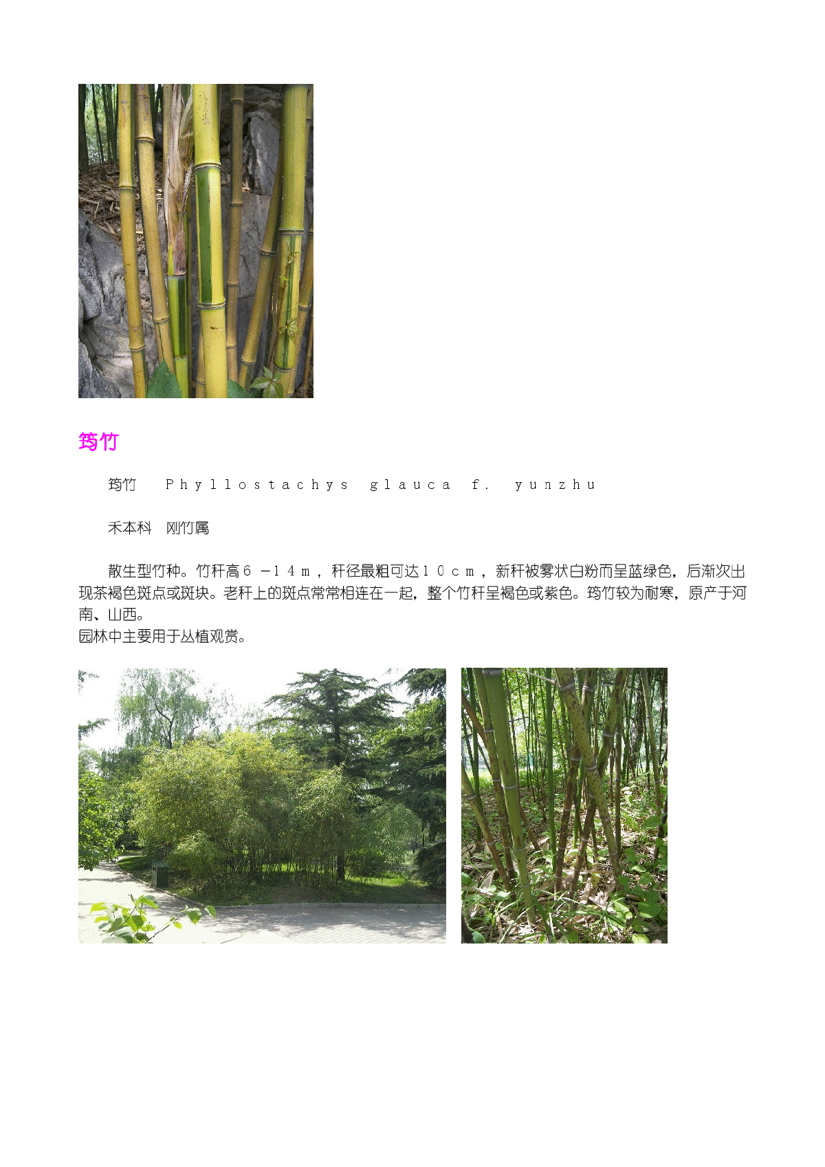 山东地区常用竹类的介绍-图二