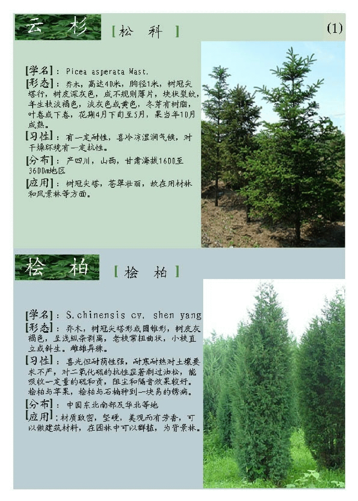 常用园林树木种类大全非常实用