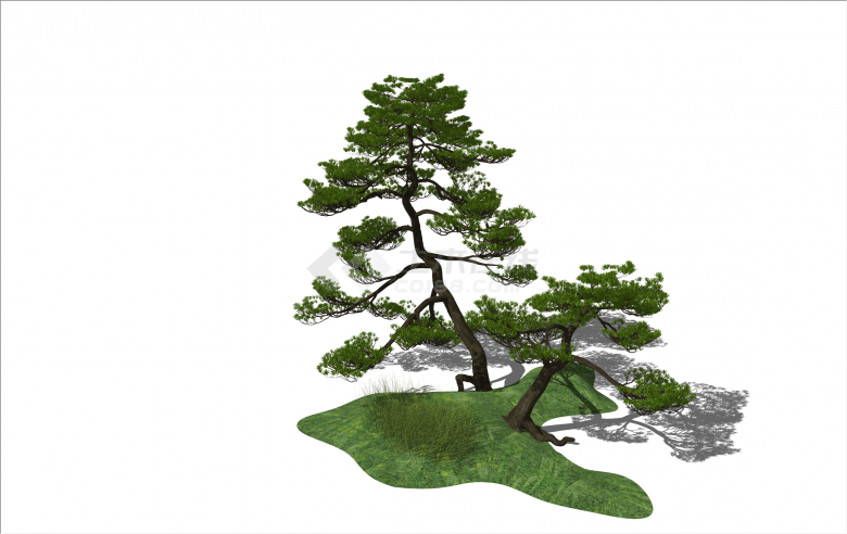 现代挺拔罗汉松造型树su模型-图二