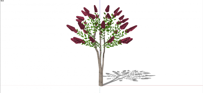 蝶形花科3D花卉灌木su模型_图1