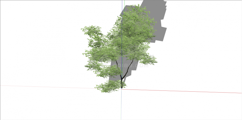 现代观赏性绿化树su模型-图二