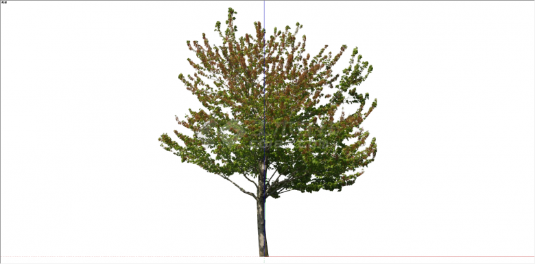 现代单棵乔木树植物su模型-图一
