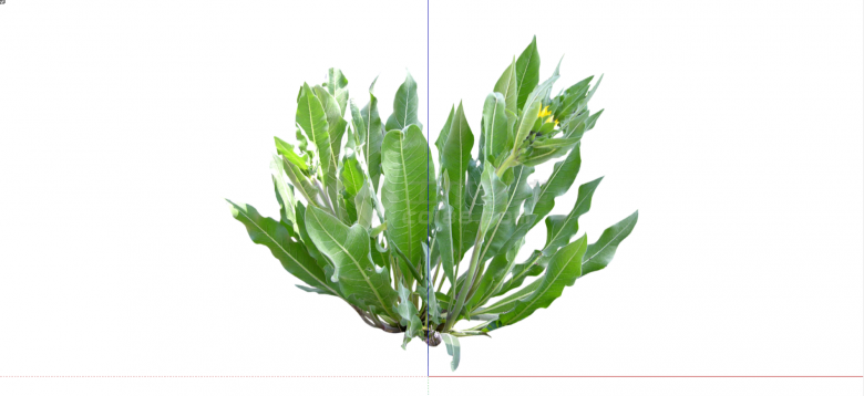 铁角蕨科巢蕨常绿灌木su模型-图一
