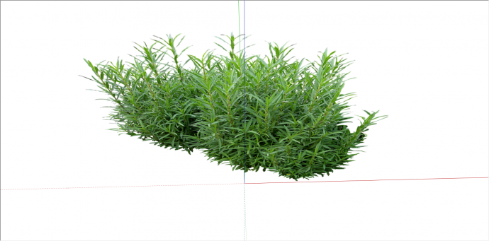 细长叶常绿灌木植物su模型_图1