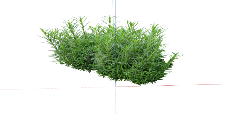 细长叶常绿灌木植物su模型-图一