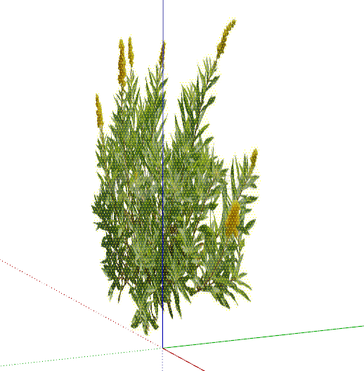 加拿大一枝黄花常绿灌木 su模型-图一