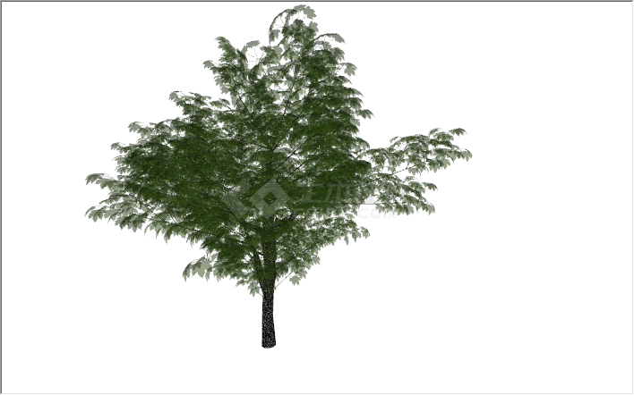 现代景观绿化树常绿乔木su模型-图一