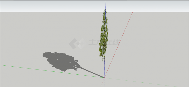 木兰科马褂木常绿乔木su模型-图二
