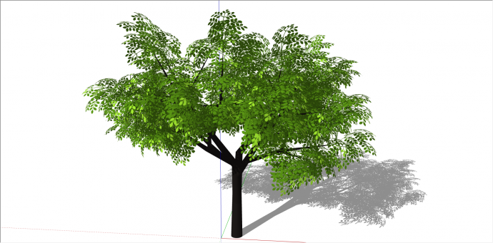 单棵观赏性常绿乔木树su模型_图1