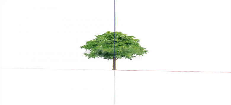 被子植物樟树常绿乔木su模型-图二