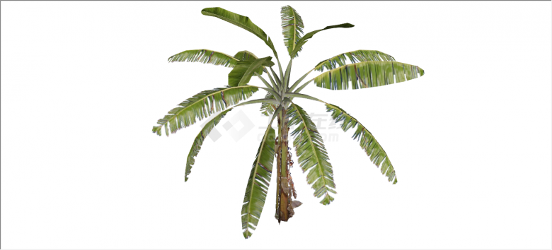 细致深绿棕榈热带树木su模型-图二
