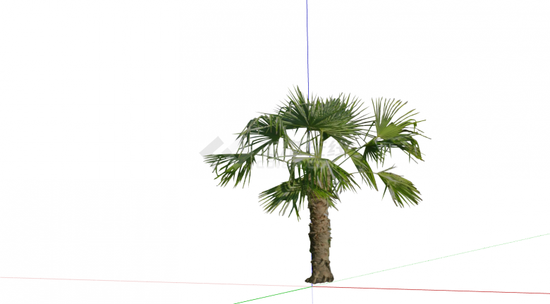 棕榈热带树绿植外观su模型-图二