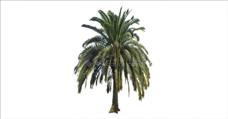 细节超多的新型棕榈热带树su模型-图二