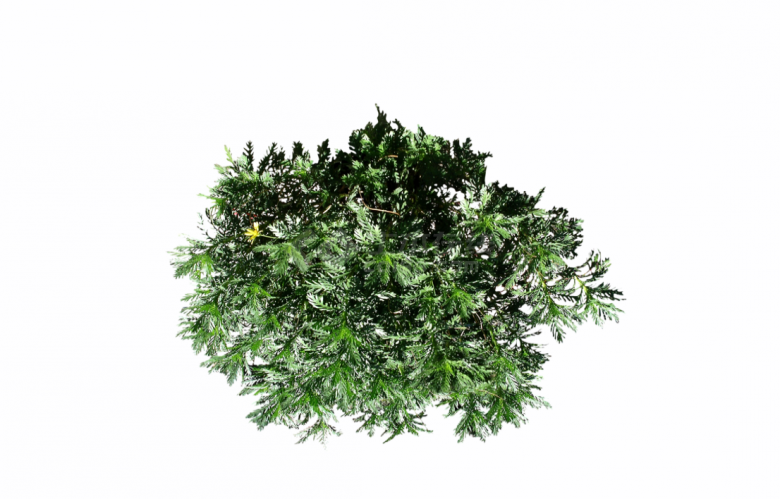 绿色灌木松针类植物su模型-图二