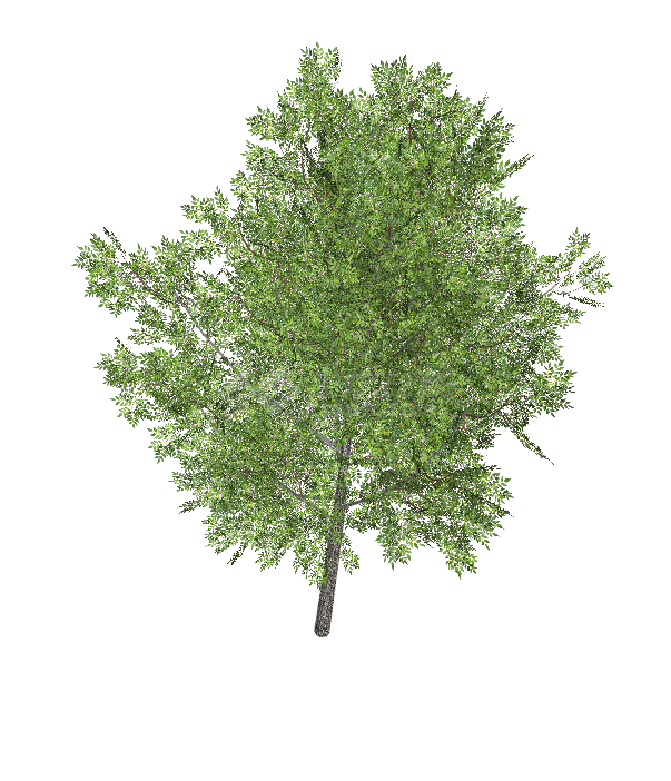 一颗带有绿色树叶的茂密的大树su模型-图二