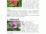 南方园林常用时节性花卉图片1