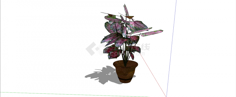 天南星科五彩芋室内植物su模型-图二