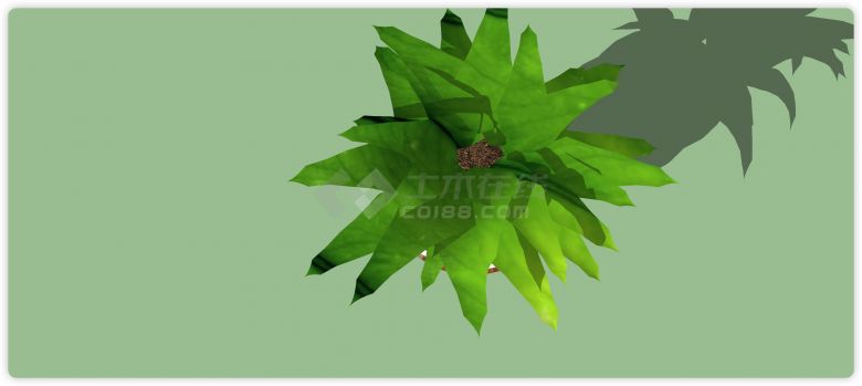 细脚花盆福寿叶室内植物su模型-图二