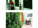 立体绿化-植物绿植墙图片1