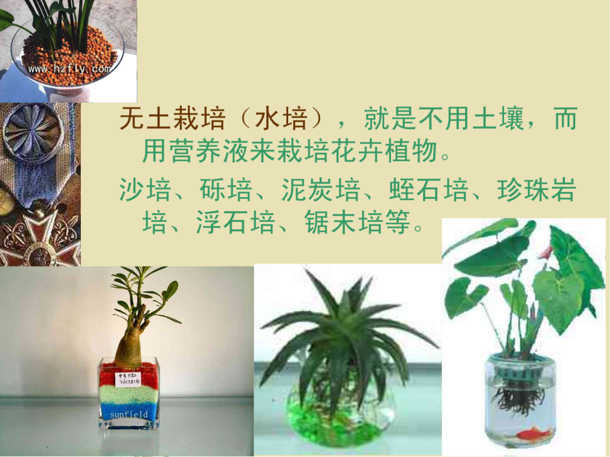 第二章室内绿化植物材料的选择―其他材料形式-图二
