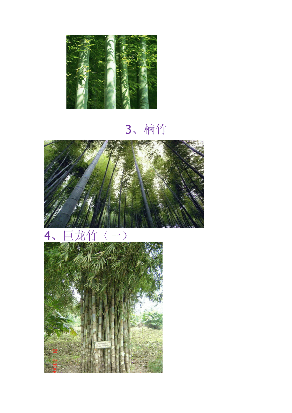 千奇百怪的竹子品种-图二