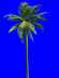 ［ＰＳ素材］热带棕榈科植物_图1