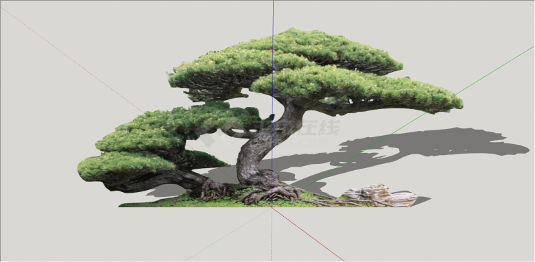 两颗可观赏性造型树 su模型-图二
