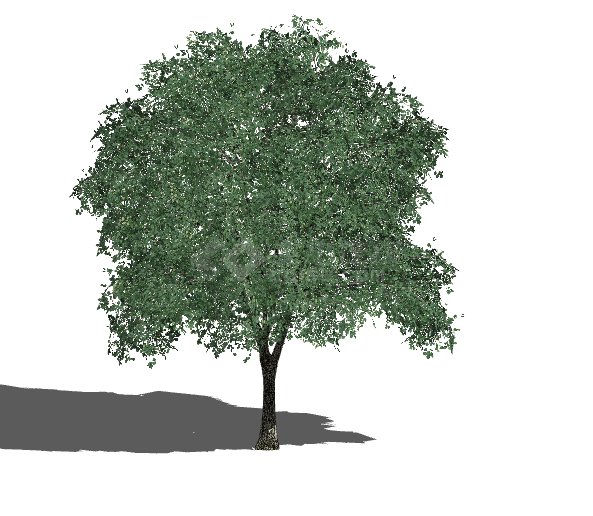 五角星状绿色植物树木su模型-图二