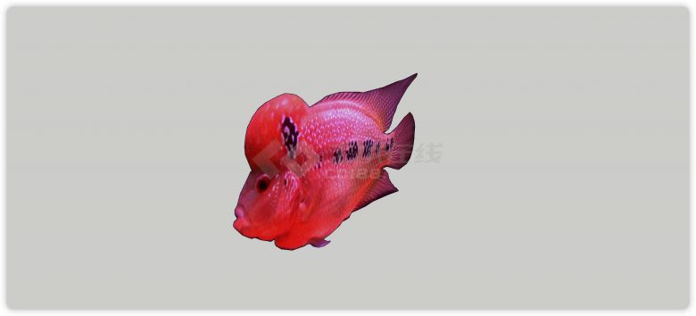 橙红色热带鱼水族馆鱼类动物组合su模型-图二