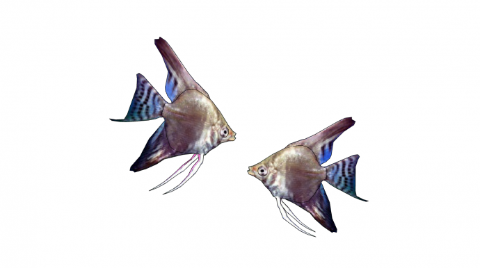 蓝紫花纹水族馆鱼类动物一对su模型_图1
