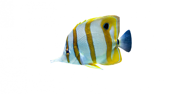 黄蓝花纹水族馆鱼类动物su模型_图1