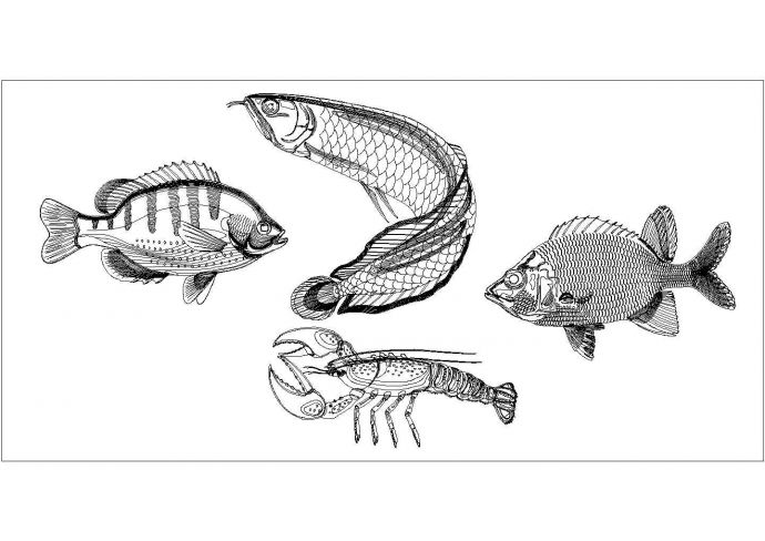 非常强大的cad手绘鱼类模型图案_图1