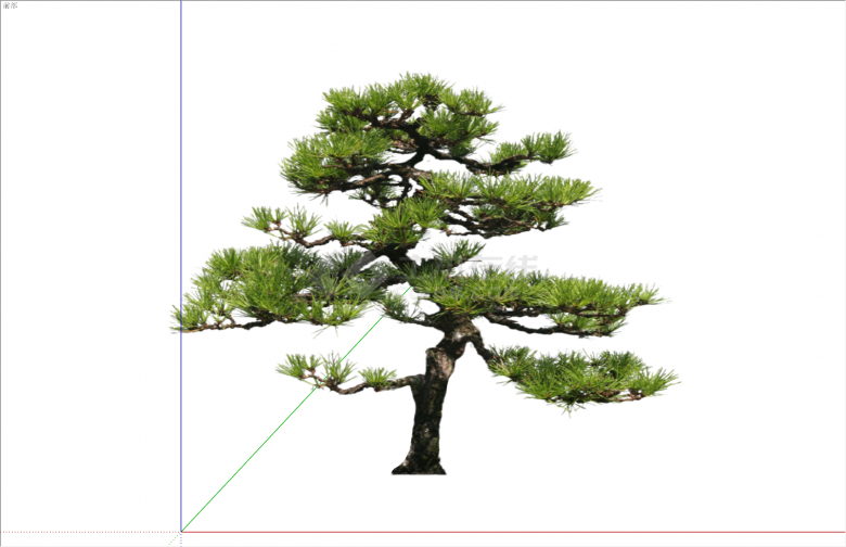 现代简约松树2D造型景观树组合su模型-图二