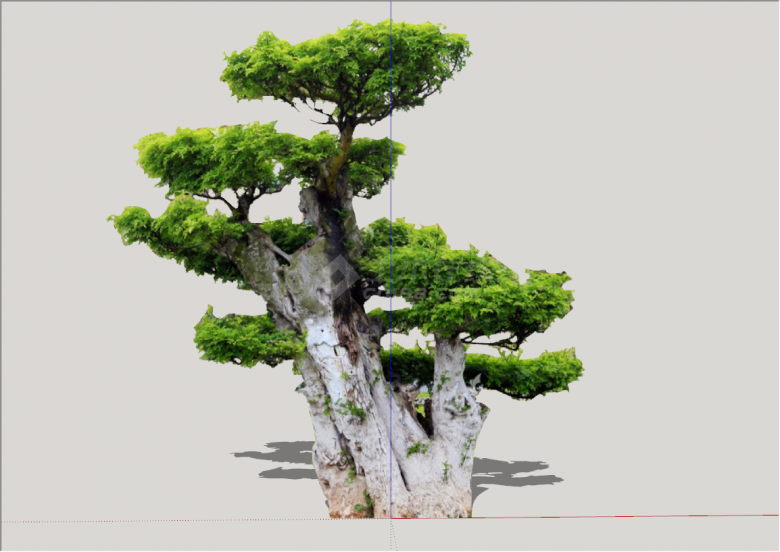 现代造型景观树植物su模型-图二