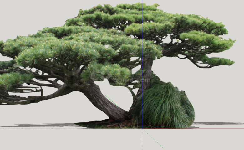 绿色粗壮造型松树组合 su模型-图二
