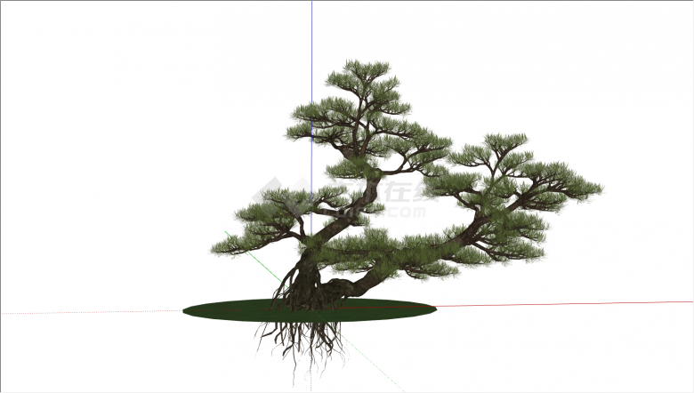 大型简约罗汉松景观设计su模型-图二