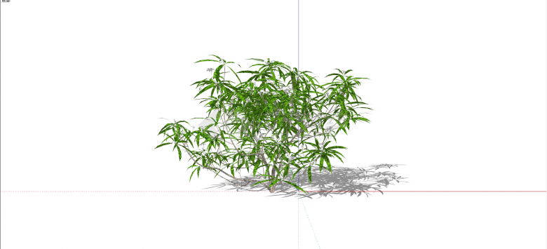 大麻科野麻绿色灌木su模型-图一