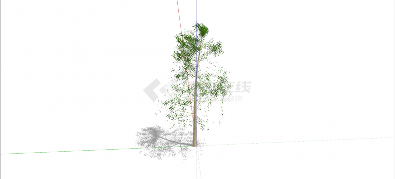 桃金娘科桉树绿色乔木su模型-图二