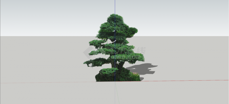 罗汉松科土杉常绿乔木su模型-图二