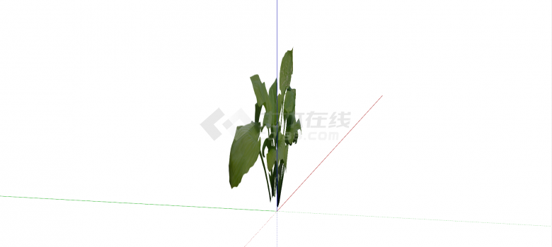 百合科白玉簪常绿灌木su模型-图二
