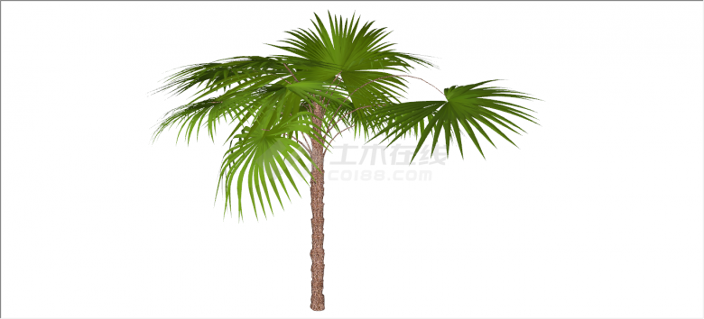 美艳浅绿棕榈热带树木su模型-图一