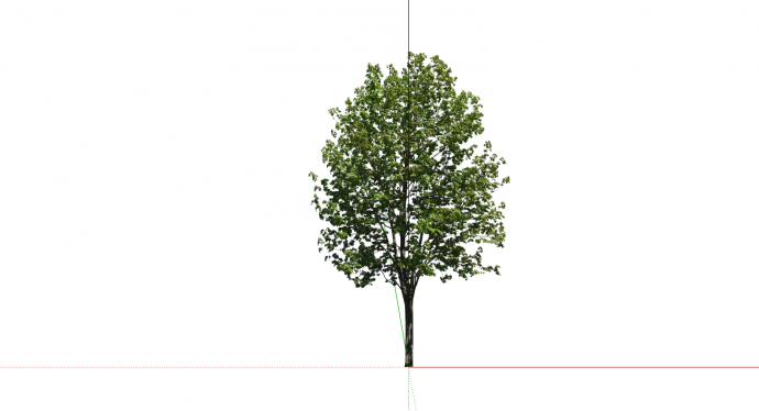 乔木深绿色植物外观su模型_图1