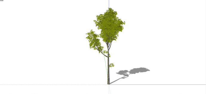 木犀科白荆树绿色乔木su模型_图1