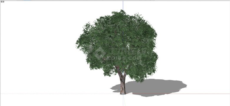被子植物木犀科白蜡树组绿色乔木su模型-图一