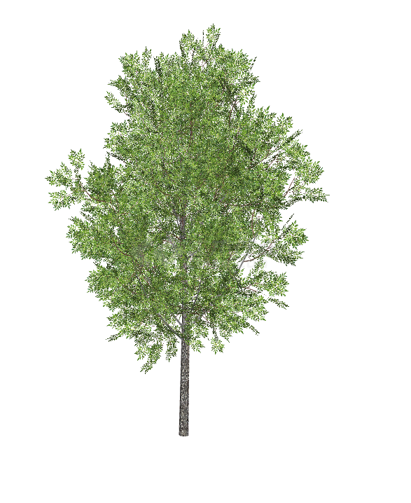 一颗带有绿色树叶的茂密的大树su模型-图一