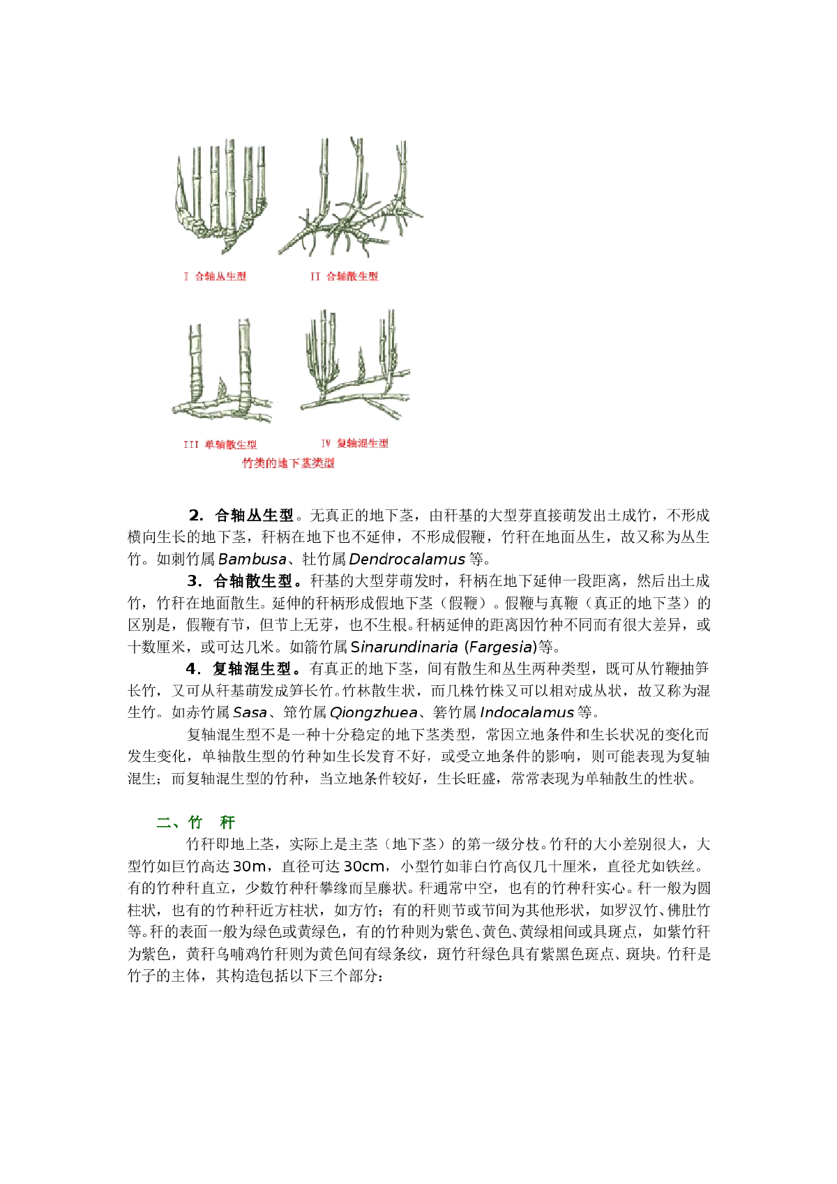 竹类植物形态特征-图二