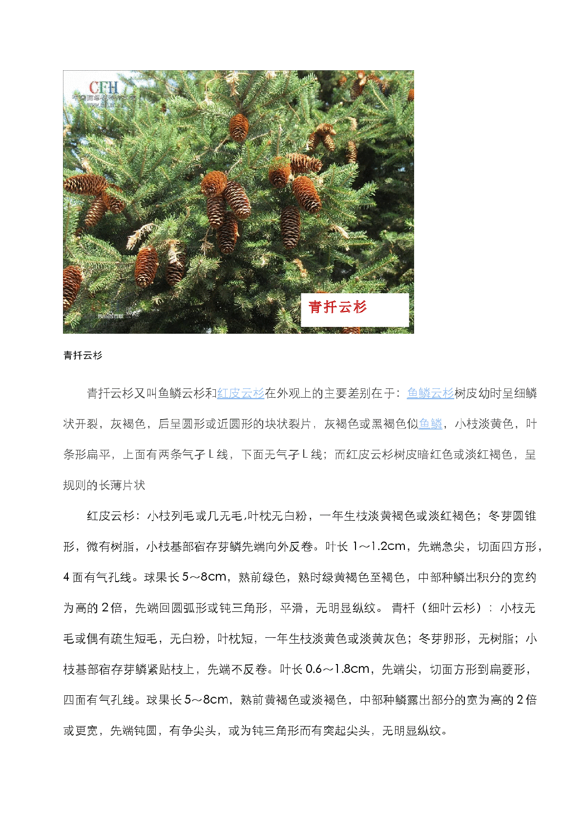 私人整理常见绿化树介绍(附图).docx-图二
