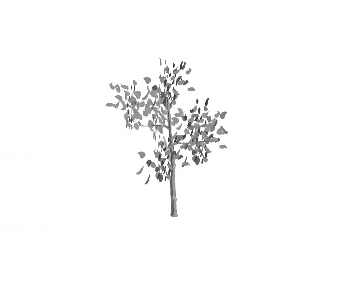 桦树3D_图1