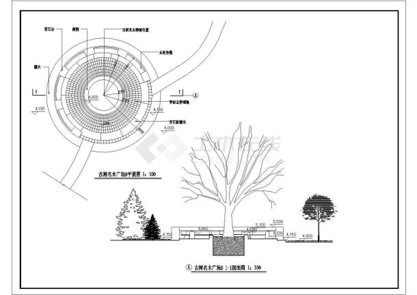 某地古树名木广场绿化设计施工图纸-图一