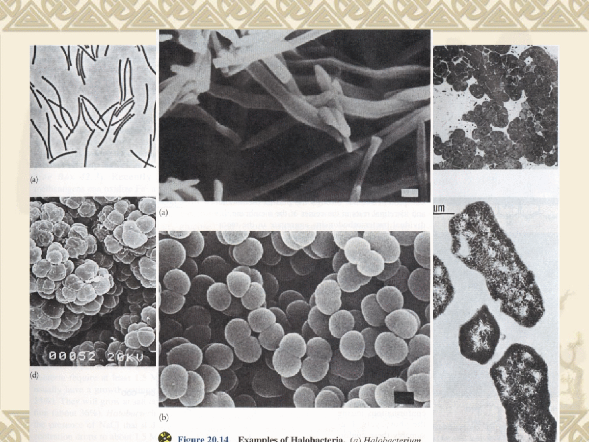 微生物与发酵工程课件-图二